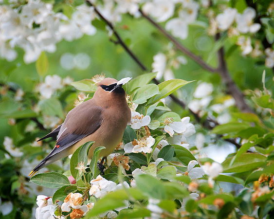 Crabapple_Cedar_Waxwing _DSC1235