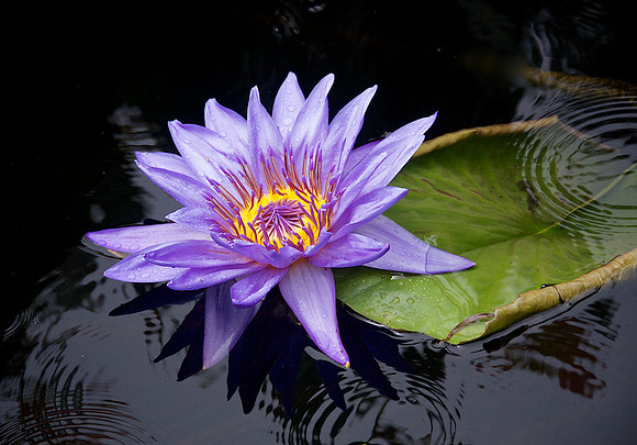 WaterLily
