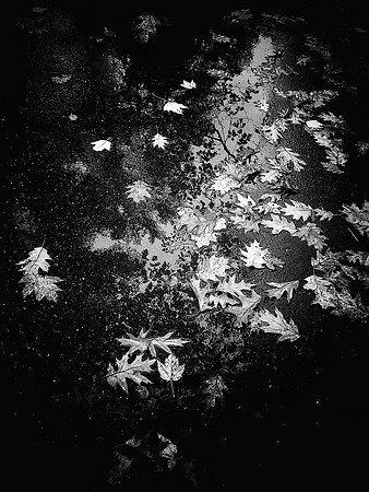 83AE_Dark_Leaves_IMG_8138