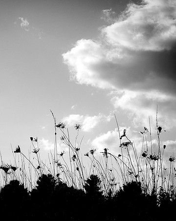 76A_silhouette_IMG_8279