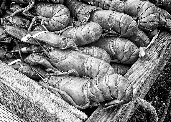 98A_Lobsters_MG_6872