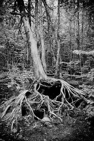 54AE_Roots_BW