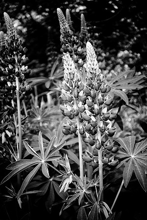 27A_Lupines_CU
