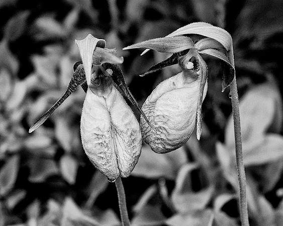 38AE_Ladyslipper_DSC_1420