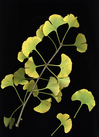 Scan 14 Gingko 1