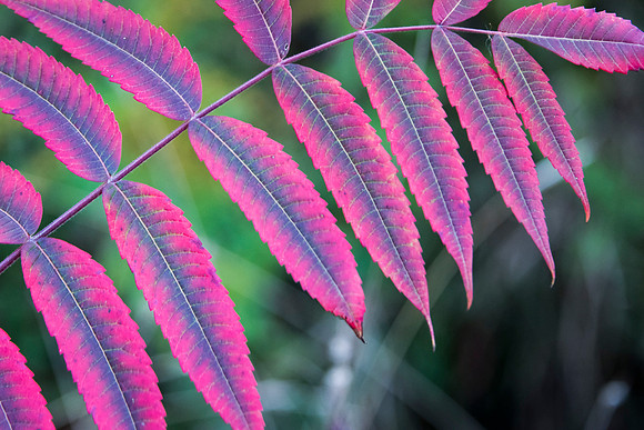 Sumac