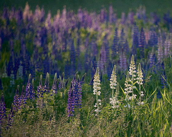 Lupine_DSC_4571