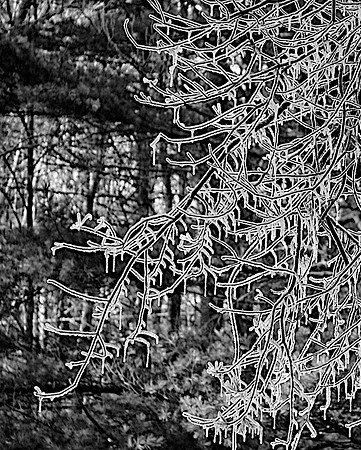 87A_Ice_BranchesDSC_0294