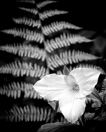 64A_Trillium_DSC_5298