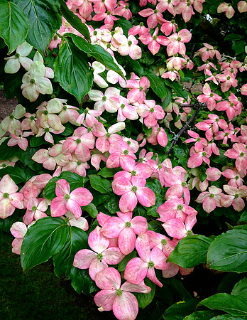DogwoodIMG_4837