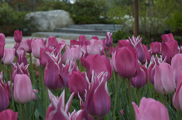 spring