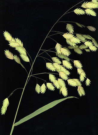 scan 3 Oats