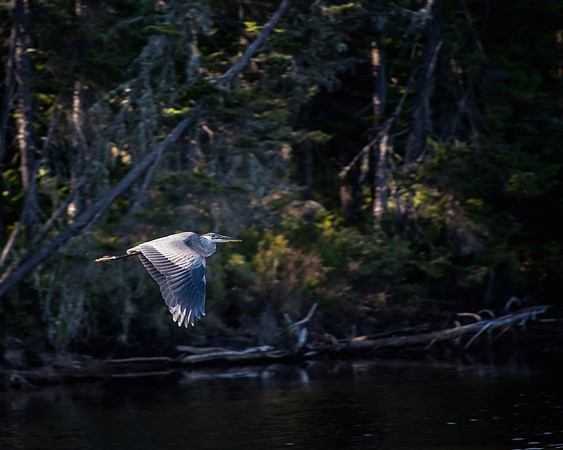 Blue Heron Sm