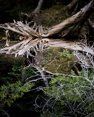 09_michaels_Reflection_North_Maine_Woods9_2017