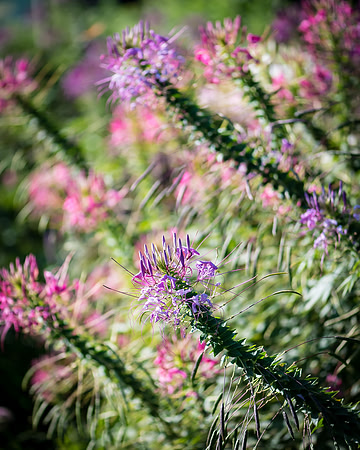 _DSC0004