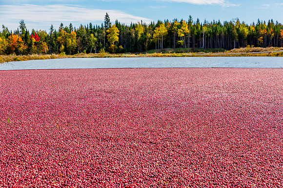 _DSC3459
