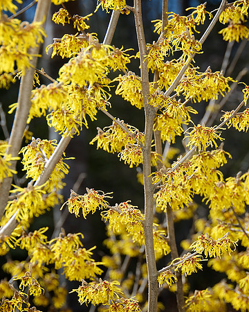 Witch_hazel_DSC4184