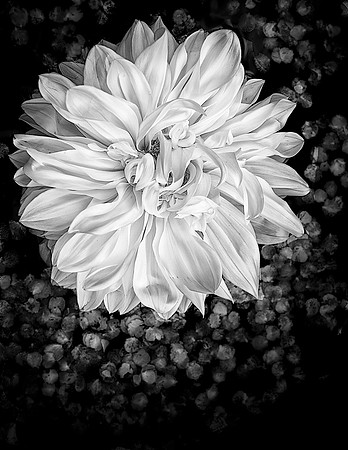20AE_Dahlia_DSC9179