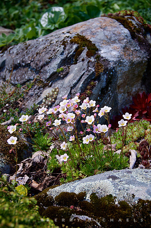Hall's Pond Garden