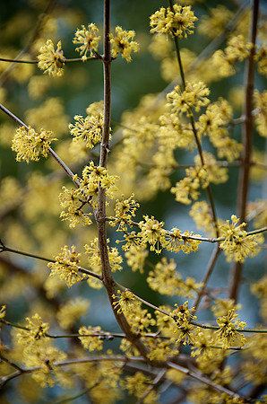 Cornelian_Cherry_DSC7380