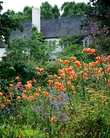 Chanticleer