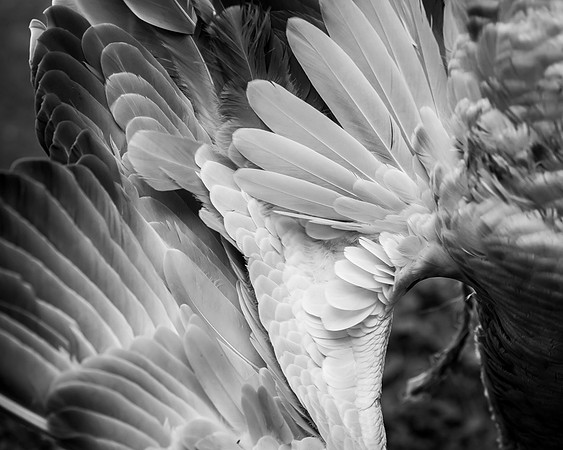 16Kerry_Michaels_DSC7011