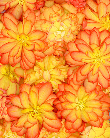Scan begonia-0010