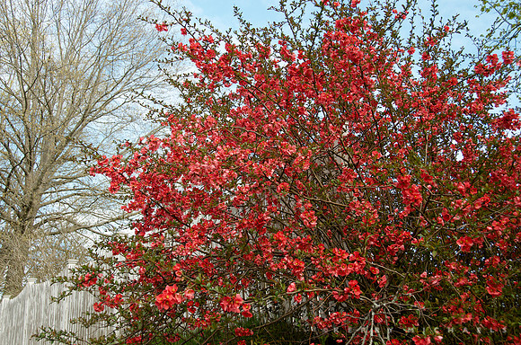 Quince, Chaenomeles