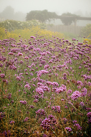 Hyland/Wente Garden