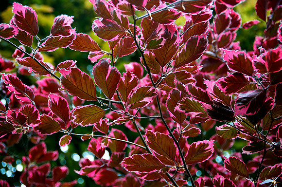 European Beech, 'Tricolor'