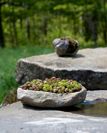 Hall's Pond Garden