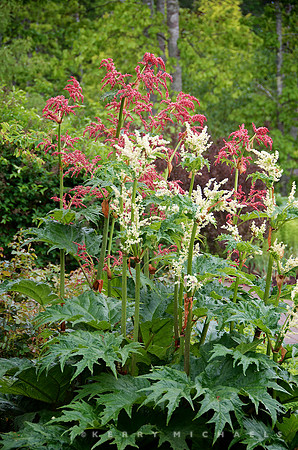 Ornamental Rhubarb, Rheum palmatum var. tanguticum