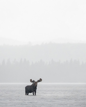Moose_DSC2766-Edit-2