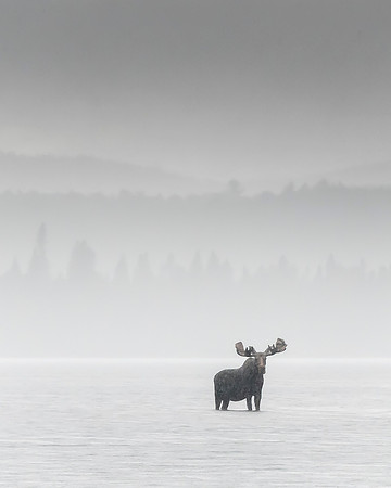 Moose_DSC2767