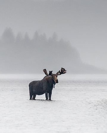 Moose_DSC2719-Edit