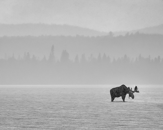 Moose_DSC2768-Edit