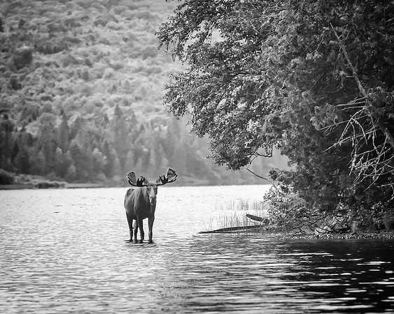 Moose_DSC2861-Edit-Edit