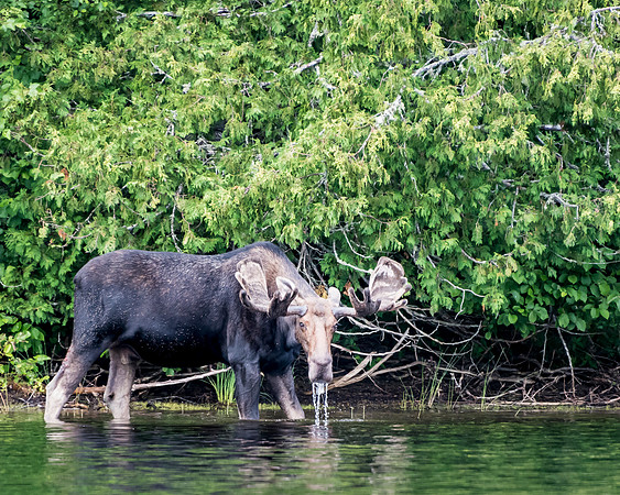 Moose_DSC2940