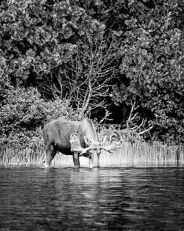 Moose_DSC2984-Edit-Edit