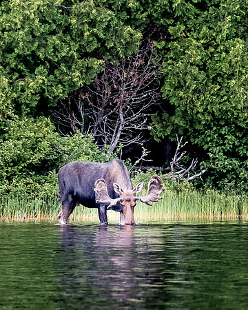 Moose_DSC2984-Edit