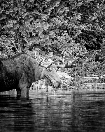 Moose_DSC2999-Edit