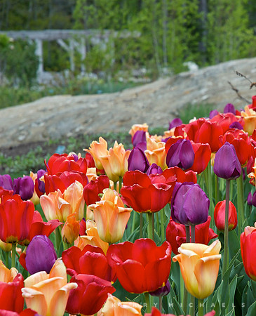 Coastal Botanical Gardens