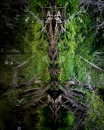 06_michaels_Reflection_North_Maine_Woods6_2017