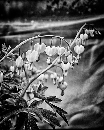 99AE_BleedingHeart_DSC1204