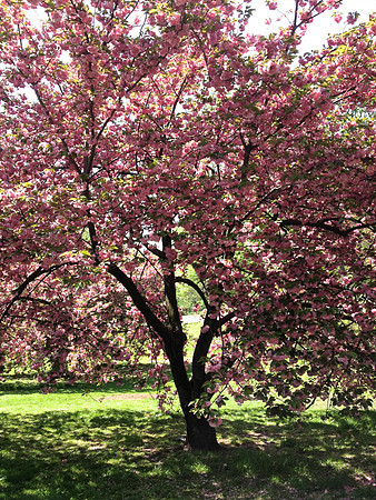 Cherry Blossoms IMG_0278.JPG - Version 2