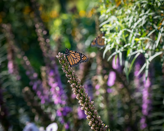 _DSC0129