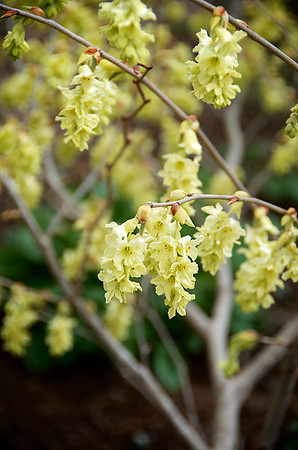 Fragrant_Winter_Hazel_Longwood_Chimes_DSC7241