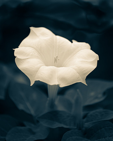 _7506929