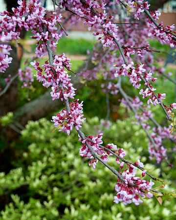 Redbud_DSC9014
