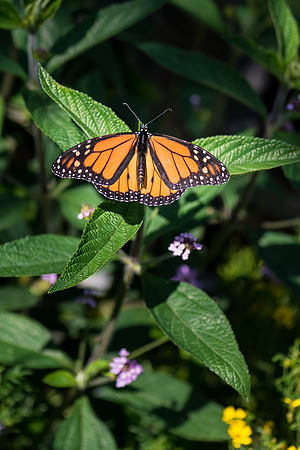 _DSC9632